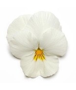 PSA 15 Pansy Seeds Cool Wave White Hanging Pansy Coolwave Pansy Fast Gro... - €11,52 EUR
