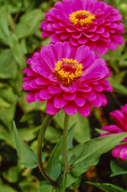 50 Seeds - Purple Prince - Zinnia Elegans Flower - £7.06 GBP