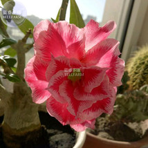 BELLFARM Adenium Rose Red Light Pink Flower Seeds  2 Seeds  5 layer big blooms b - £4.64 GBP