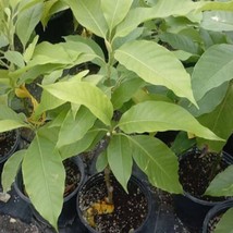 White Champaca Live Plant 2 Feet Ship In 6 Pot Fresh Garden - £148.23 GBP