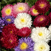 Aster Powder Puff Seed Mix (Callistephus Chinensis) White, Pink, Purple ... - $79.03 MXN