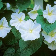 25 Moonflower Morning Glory Flower Seeds US Seller Fast Shipping - £5.44 GBP