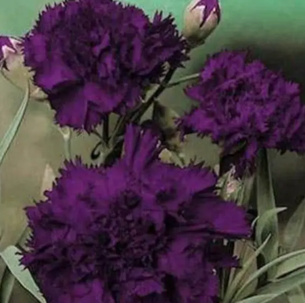 Carnation Grenadin King Of Blacks Dianthus Pollinators Fragrant Nongmo 50 Seeds  - $9.96