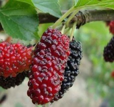 Red Mulberry &quot;Morus rubra&quot; tree 4 to 8 inch Live Starter Plant - £18.87 GBP