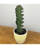 15+ Seeds Spiral Cactus House Plant Garden Flowers - €10,36 EUR