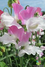 50 Promise Sweet Pea Seeds Planting Gardening USA SELLER - £9.97 GBP