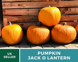 20 Pumpkin Jack O&#39;Lantern Seeds Cucurbita pepo Classic Carving for Halloween - £12.59 GBP