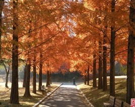 20 Dawn Redwood Tree Metasequoia Glyptostroboides Conifer Seeds Fresh Usa Seller - £7.85 GBP