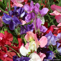 50 Incense Mix Sweet Pea Seeds Planting US Seller Fast Shipping - $5.48