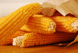 USA Non GMO Corn Popcorn Yellow Pop 75 Seeds  Fast - $7.89