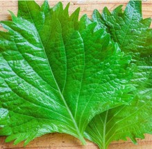 SEED-Green and Purple-Red Shiso Asian Japanese Korean- Versatile Beefste... - $67.45 MXN+