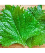 SEED-Green and Purple-Red Shiso Asian Japanese Korean- Versatile Beefste... - €3,11 EUR+