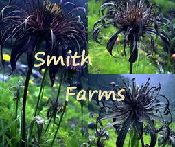 SL 25+ Seeds Black Widow Spider Flower Beauitful Blooms Floral Garden - $4.50