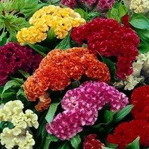 USA Non GMO 500 Seeds Celosia Cristata Mixed Cockscomb Dried Flowers Cutflowers  - £6.74 GBP