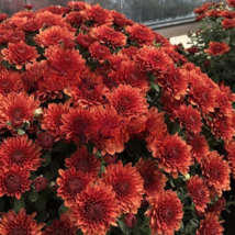 TISS 200 Seeds Bronze Chrysanthemum Flowers Mums USA Seller - $10.53