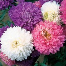 25 Aster Crego Mix Flower Seeds Organic Non-Gmo Heirloom Blooms Fresh Garden - £8.02 GBP