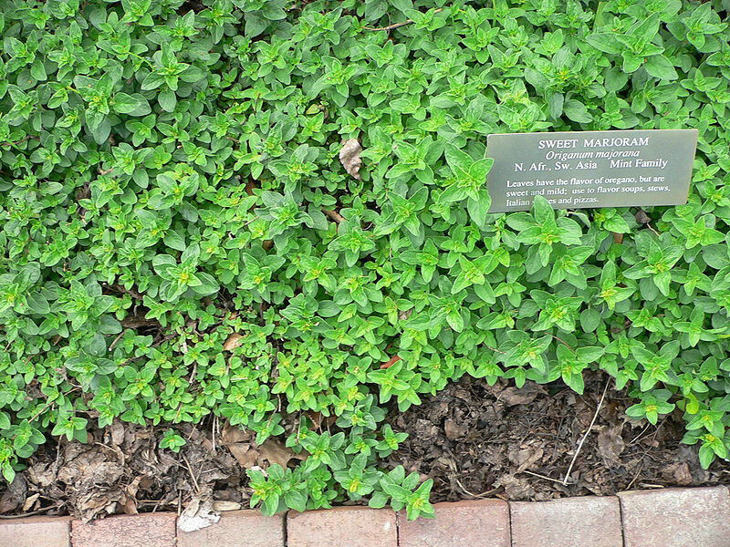 1400 Seeds Marjoram Fragrant Herb Fresh Seeds Fast Shipping - $8.74