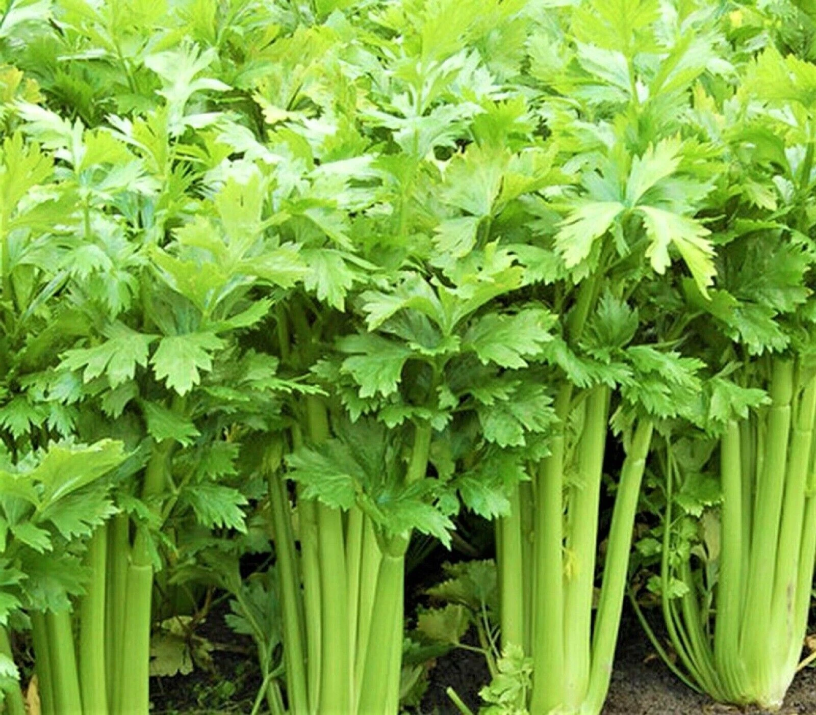 Tall Utah 52-70 Celery Seeds, NON-GMO, ORGANIC, HEIRLOOM -   - $3.80