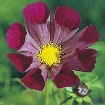 New Fresh Seeds 35 Cosmos Fluted Pied Piper Flower Seeds Drought Tolerant - $26.28