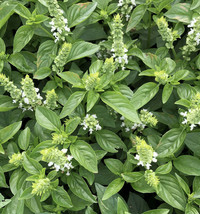 New Fresh Seeds Lime Basil Basilicum Pot Herb Ornamental Thai Lemon Flower - $9.90