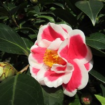 USA SELLER Tama No Ura Blooms Camellia Japonica Live Starter Plant - $47.98