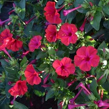 US Seller Four O Clock Red Mirabilis Jalapa 35 Flower Seeds Fast Shipping - $14.54