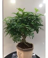 100 Seeds Japanese Pistacia weinmannifolia Bonsai - $14.97