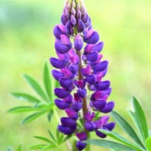 25 Gallery Blue Lupine Seeds Flower Hardy Flowers Seed 942 USA Fast Shipping - $12.00