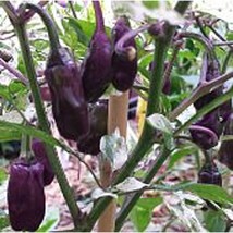 Purple Tiger Hot Peppers Seeds Fresh Seeds USA - £10.39 GBP