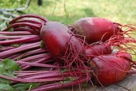 100 Red Mammoth Fodder Beet Seedshuge Up To 20Lb Per Heirloom Beet Fresh Garden - $7.98