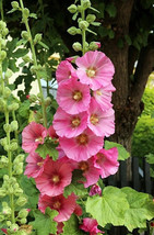 New Fall Color Hollyhock Cottage Pink/Alcea Rosea/100 Seeds/Buy In Bulk ... - £10.54 GBP
