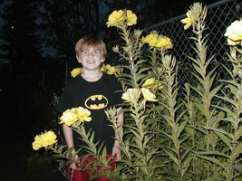 HT 1000 Seeds Primrose Evening Reseeds Easily Groco Garden Seeds - $186.58 MXN