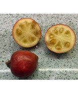 Psidium Cattleyanum Cattley Cherry Purple Or Strawberry Guava 10 Seeds F... - $581.22 MXN