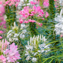 Cleome Landscaper&#39;S Pack Bulk Mixed Colors Spider Plant Non Gmo 1000 Seeds Fresh - £10.95 GBP