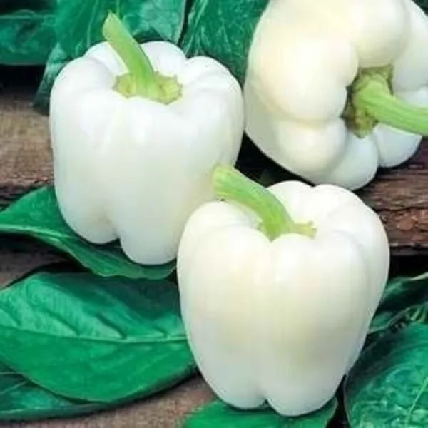 25 Seeds White Bell Peppers Vegetable Sweet Edible Food Garden - £5.70 GBP