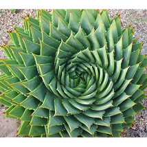 5 Seeds Aloe Polyphylla Seeds Succulent Spiral Aloe Succulents Seeds Garden USA  - $41.94