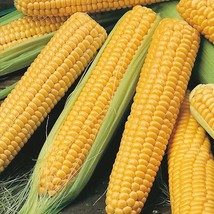 10 Seeds Miracle F1 Hybrid Sweet Corn,DIY Vegetable Seeds - £23.54 GBP