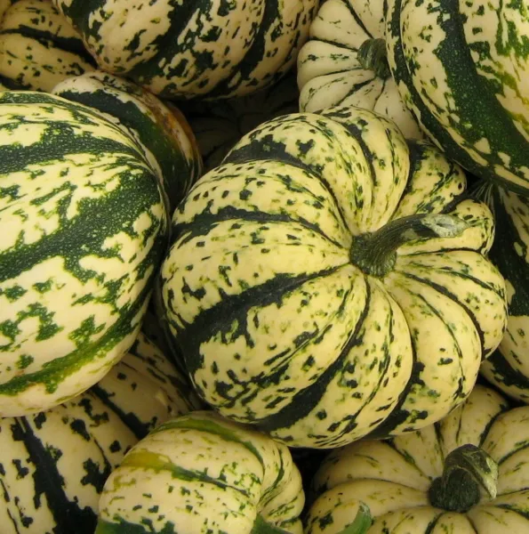 Fresh Sweet Dumpling Squash Seeds 20+ Winter Squash Vegetables - $7.20