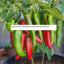 Anaheim Chile Hot Pepper Seeds - Vegetable Seeds - BOGO - £0.79 GBP