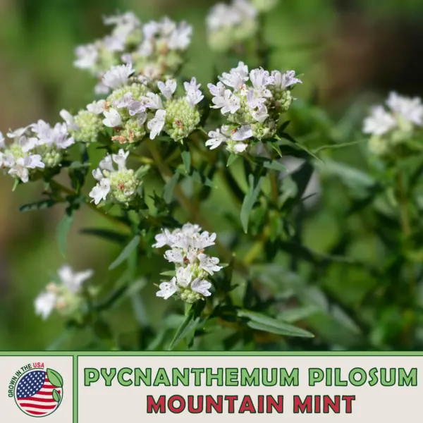 500 Mountain Mint Seeds Pycnanthemum Pilosum Native Herb Non-Gmo Genuine Usa - £7.47 GBP