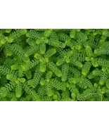 Meniran - Phyllanthus Urinaria (Chamber Bitter) Dried, 80 Gram - €22,79 EUR