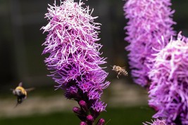 Semilir Kobold Dense Blazing Star Liatris Spicata 19 Seeds Fast Grow From US - $8.78