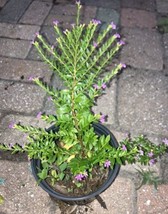 Purple Allyson Mexican Heather 1 Live Plant In 5”pot - £6.22 GBP