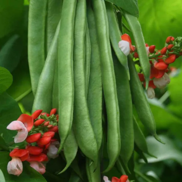 Scarlet Runner Bean Seeds 20 Ct Pole Edible Ornamental Non-Gmo Heirloom Usa Gard - £12.74 GBP