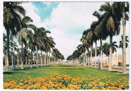 Postcard Stately Royal Palm Trees Along A Typical Florida Avenue - £2.36 GBP