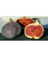 Chicago Hardy Fig Tree 6 to 8 Inch Ficus Carica Live Starter Fig Plant - £16.41 GBP