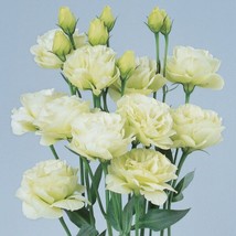 Lisianthus Seeds Rosita Green 25 Pelleted Seeds Cut   - £18.06 GBP