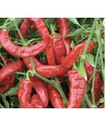 Lot of 3 JIMMY NARDELLO 75 Day+ Old sweet Pepper live plant - £23.76 GBP
