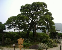 Pinus Thunbergii (Japanese Black Pine) 15 seeds - £1.18 GBP