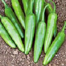 USA Seller Camino Real Hot Peppers Seeds Fast Shipping - £9.88 GBP